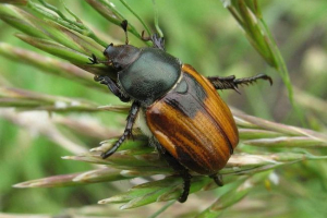 Kuzka-crusader - posadzony szkodnik Kuzka-crusader - posadzony szkodnik